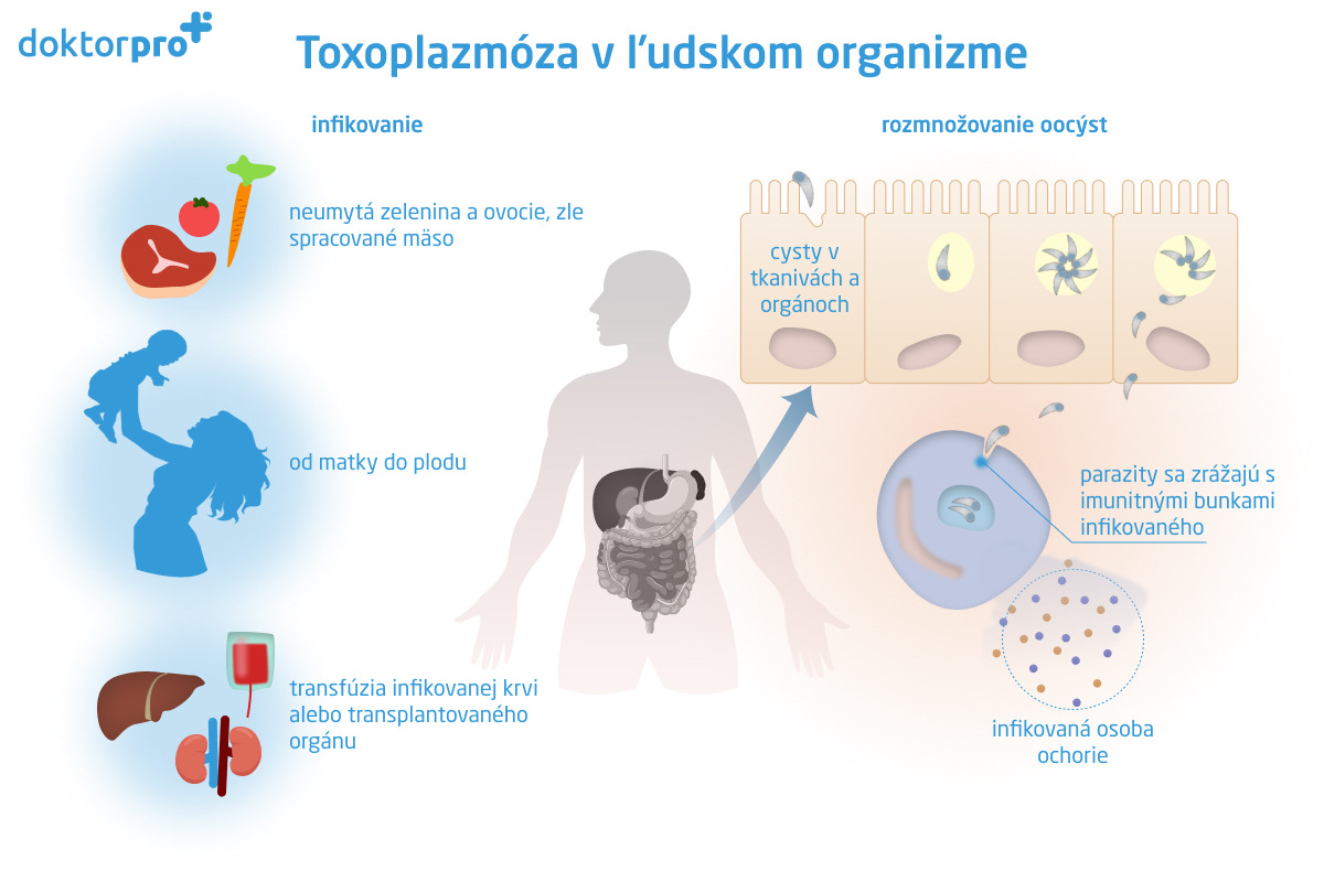 Toxoplazmóza v ľudskom organizme