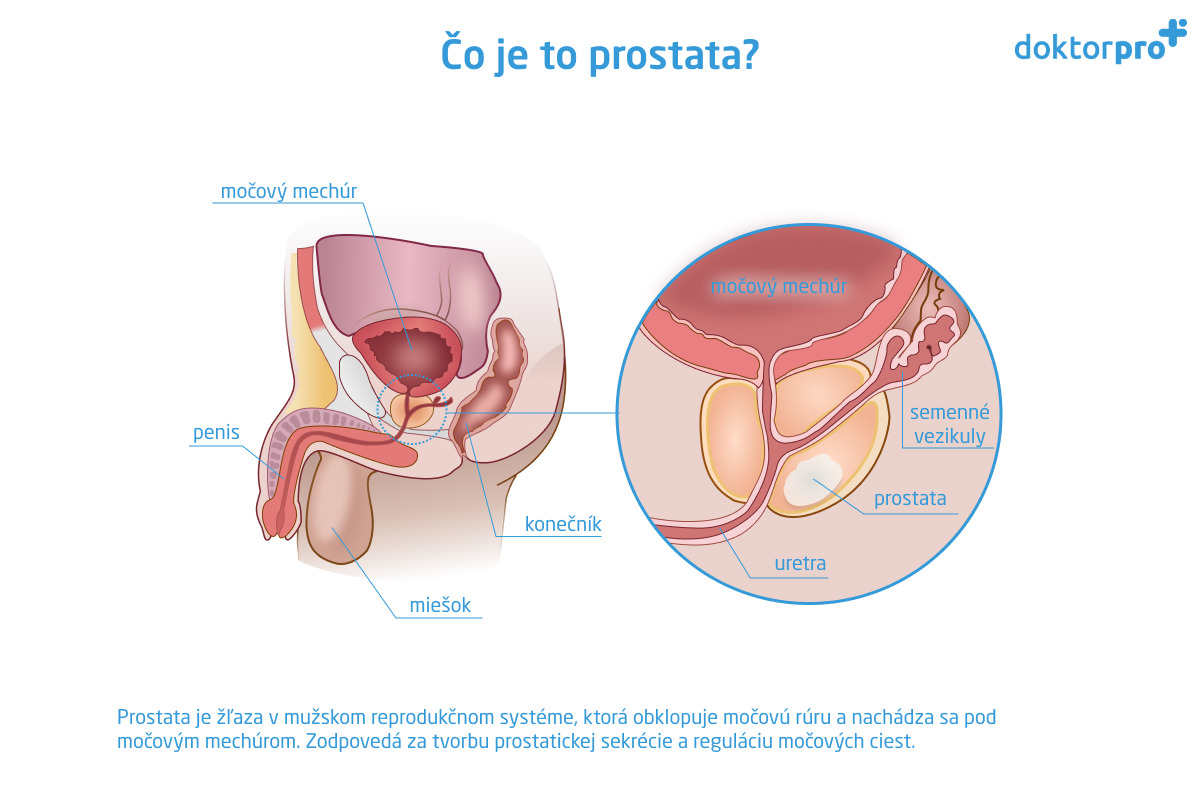 Čo je to prostata?