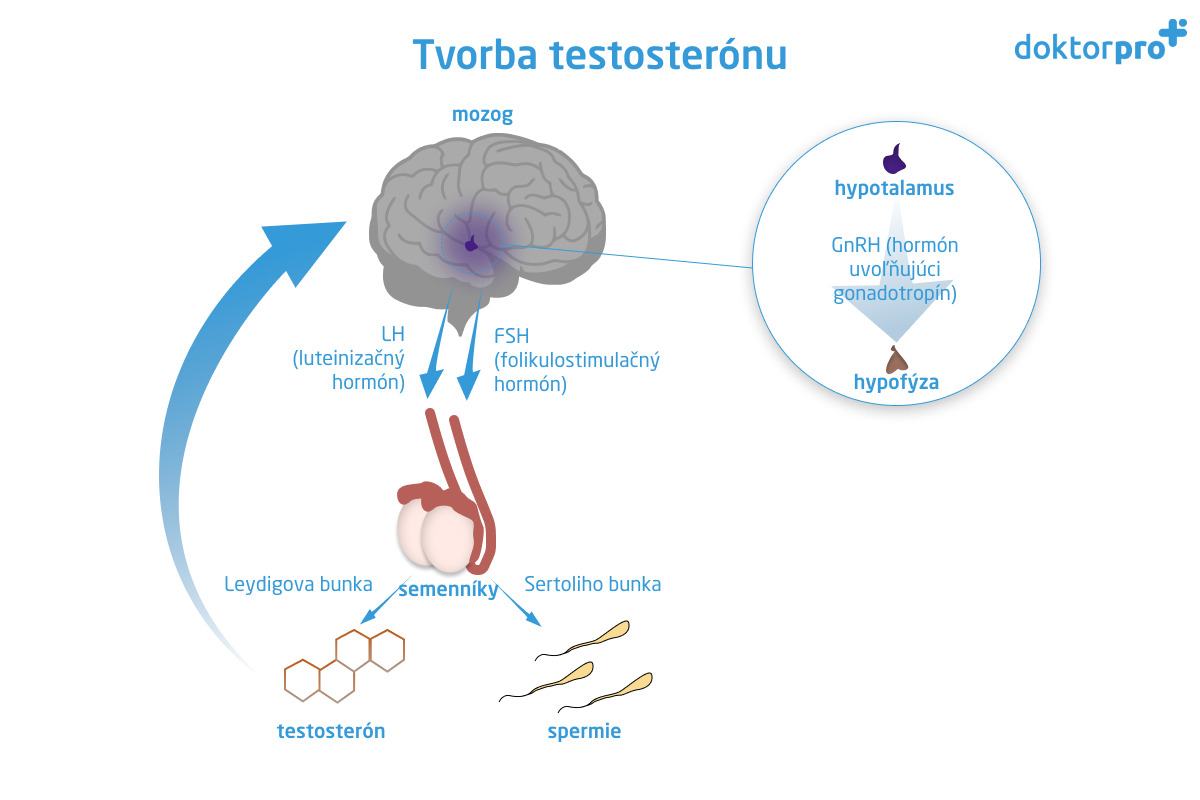 Tvorba testosterónu