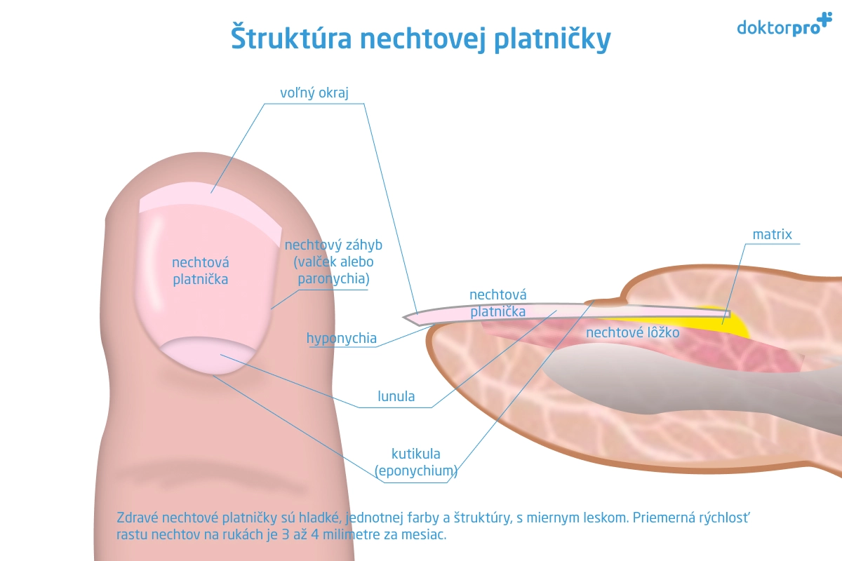 Štruktúra nechtovej platničky