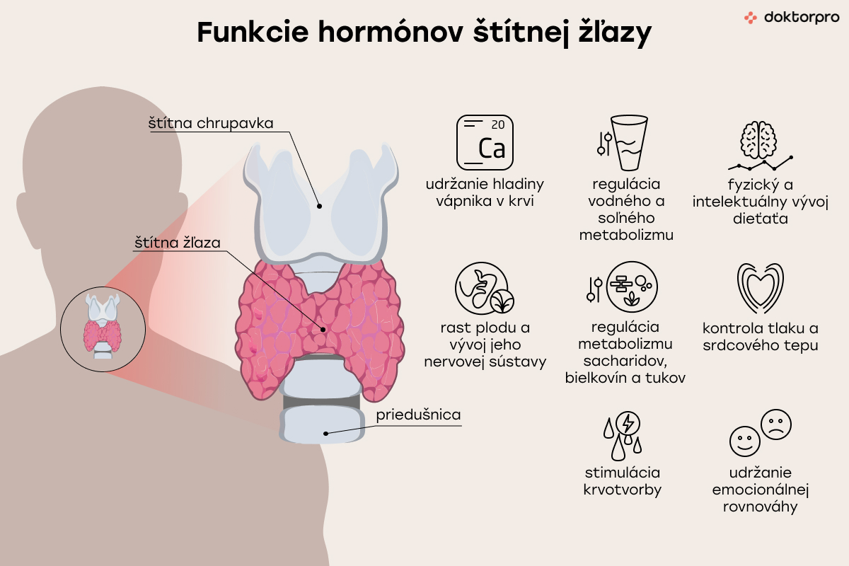 Funkcie hormónov štítnej žľazy