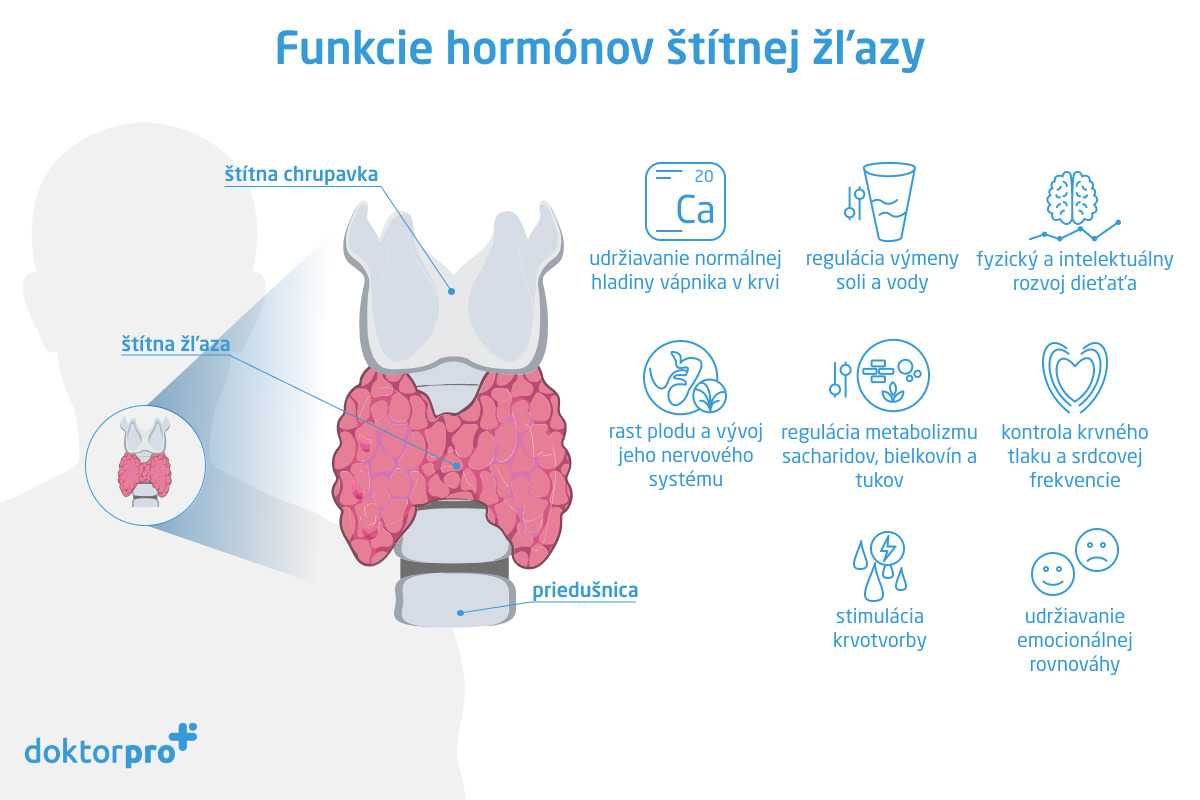 Funkcie hormónov štítnej žľazy