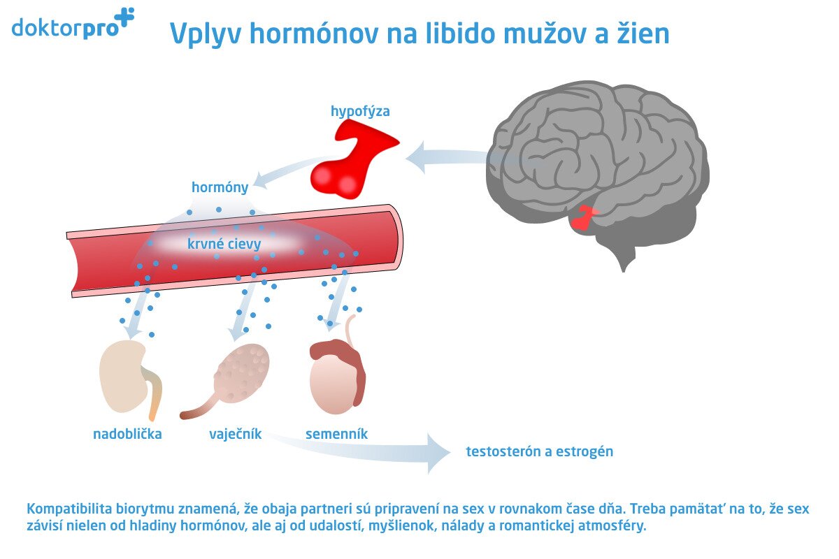 Vplyv hormónov na libido mužov a žien